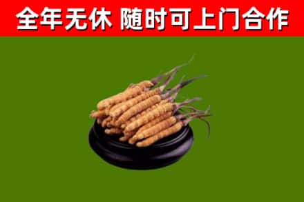 萍乡回收散虫草
