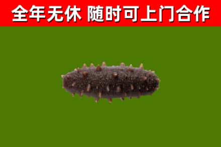 萍乡回收海参干